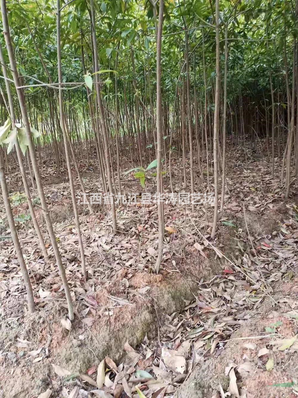 江西木荷小苗 九江木荷小苗 木荷小苗基地 木荷小苗產(chǎn)地