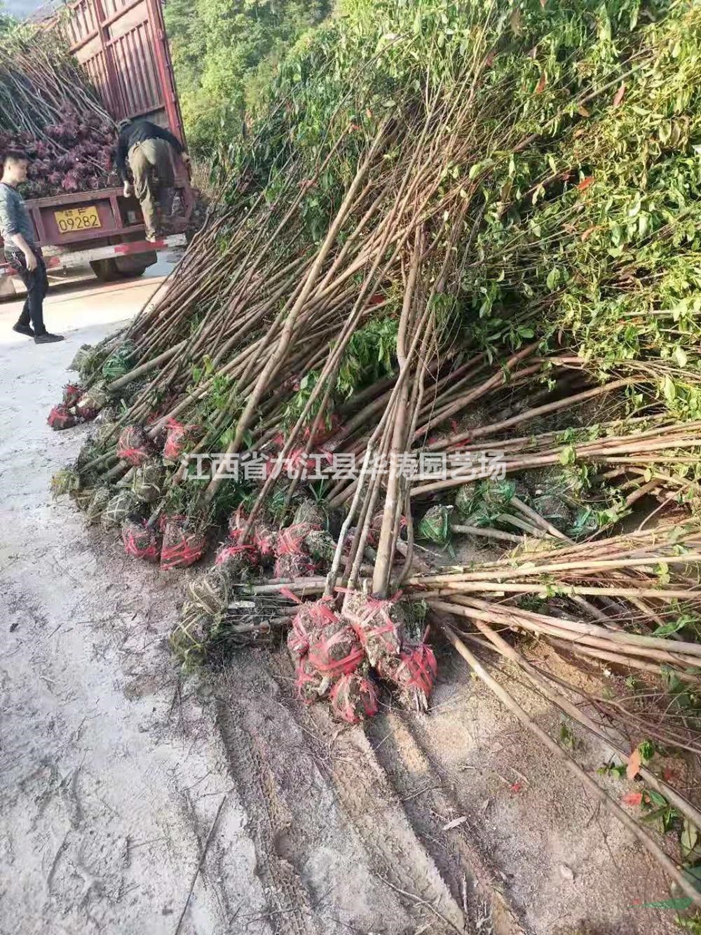 江西木荷小苗行情 木荷小苗價格 木荷小苗哪里便宜