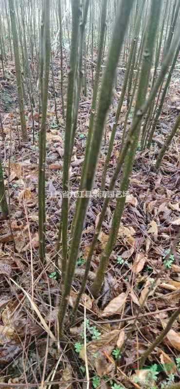 江西欒樹小苗培育基地 欒樹小苗產(chǎn)地直供 欒樹小苗行情走勢(shì)