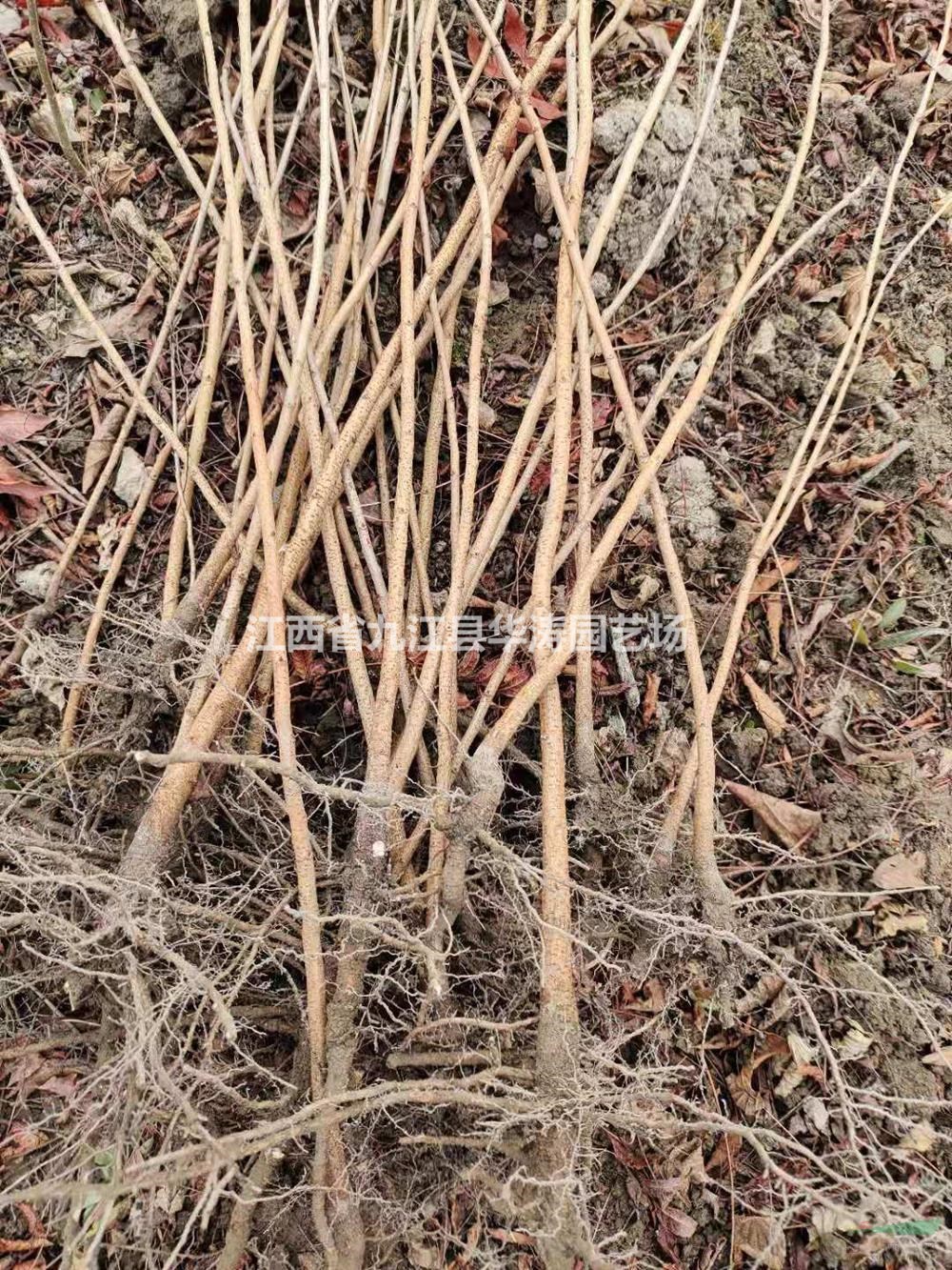 買黃連木小苗到江西九江 黃連木小苗哪里質(zhì)量好價(jià)格便宜