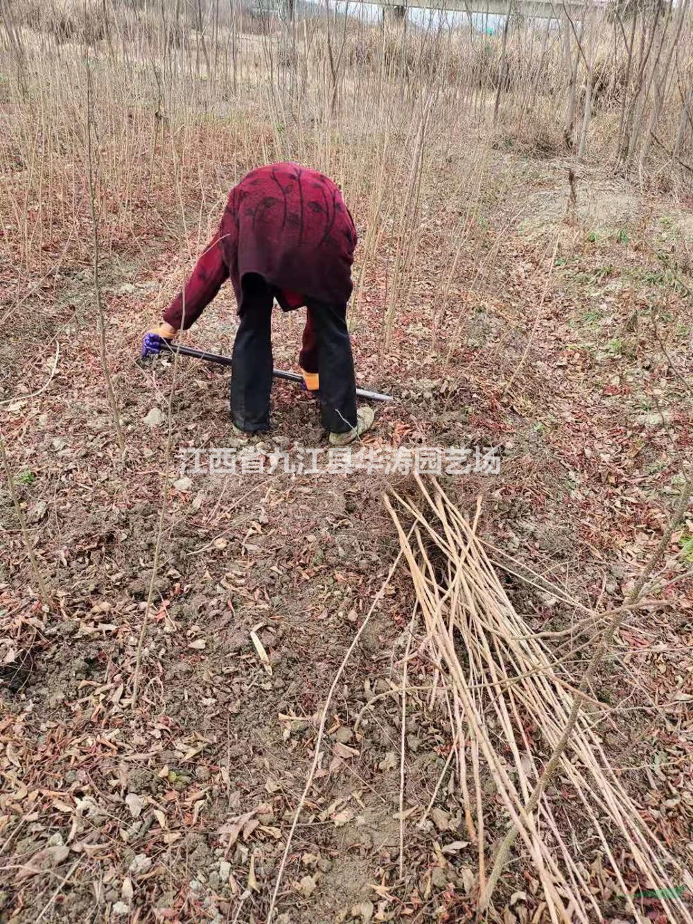 買黃連木小苗到江西九江 黃連木小苗哪里質(zhì)量好價(jià)格便宜