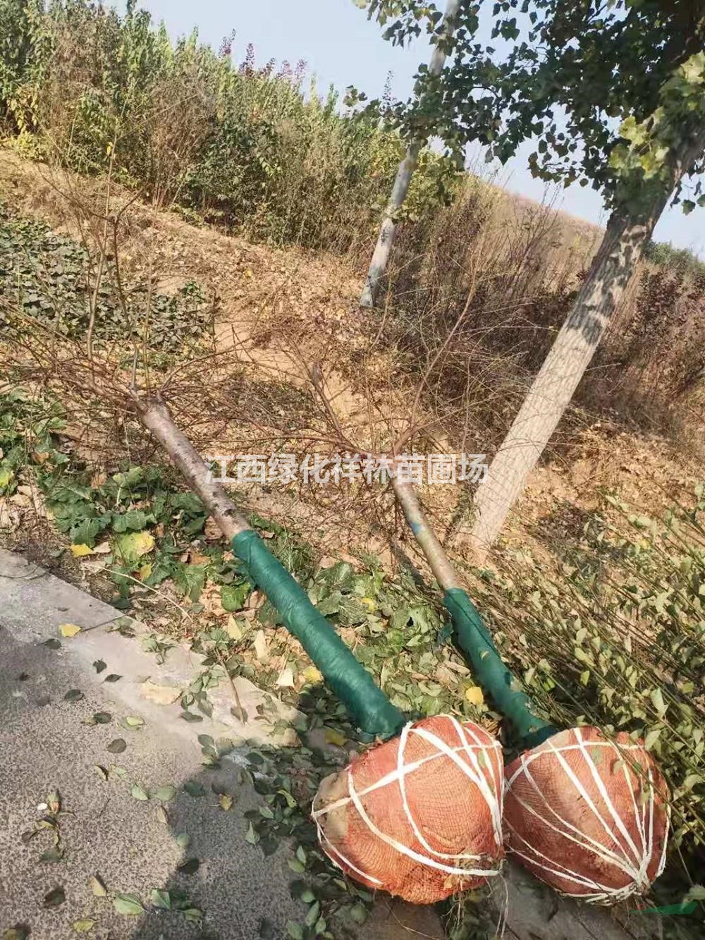 江西紅梅哪里好/哪家便宜 歡迎來(lái)電咨詢洽談