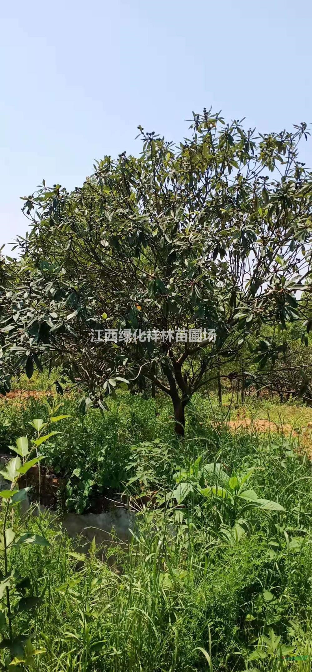 江西供應(yīng)枇杷樹規(guī)格齊全 量大實惠