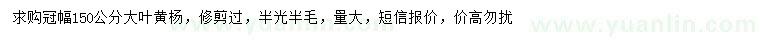 求購冠幅150公分大葉黃楊