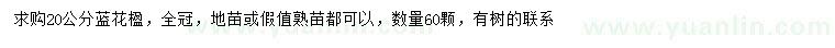 求購20公分藍(lán)花楹