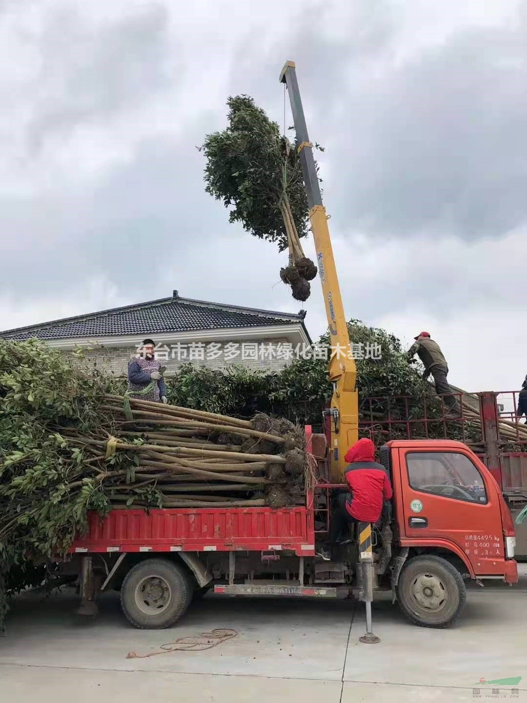 5公分大葉女貞基地 江蘇5公分大葉女貞產(chǎn)地直銷