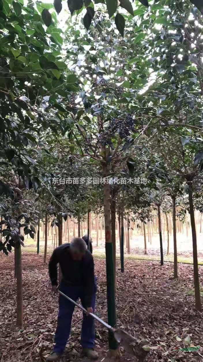 優(yōu)質(zhì)特價(jià)8公分大葉女貞產(chǎn)地直銷