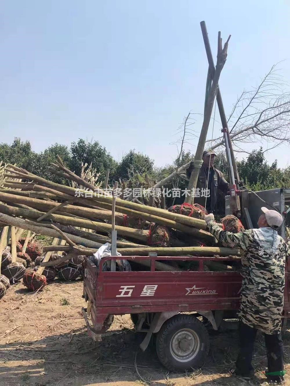 5公分大葉女貞 8公分大葉女貞 9公分大葉女貞起苗現(xiàn)場