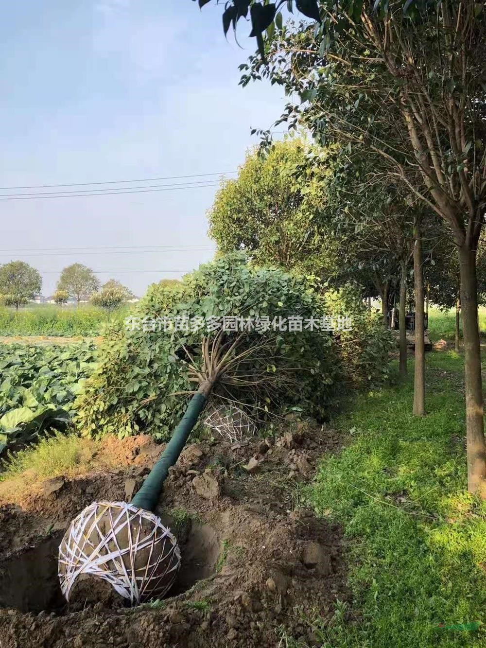 高桿大葉女貞 2米定桿大葉女貞 精品12公分大葉女貞基地