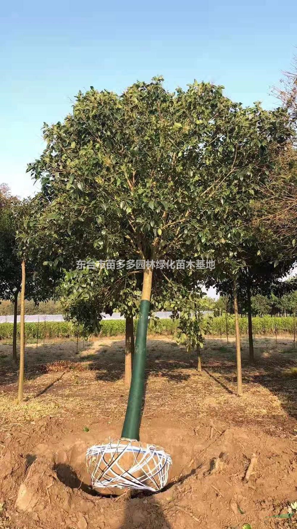 優(yōu)質(zhì)特價(jià)12公分大葉女貞產(chǎn)地直銷