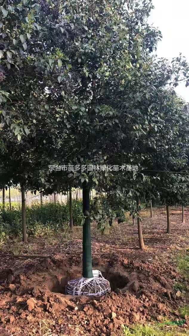 優(yōu)質(zhì)特價(jià)12公分大葉女貞產(chǎn)地直銷