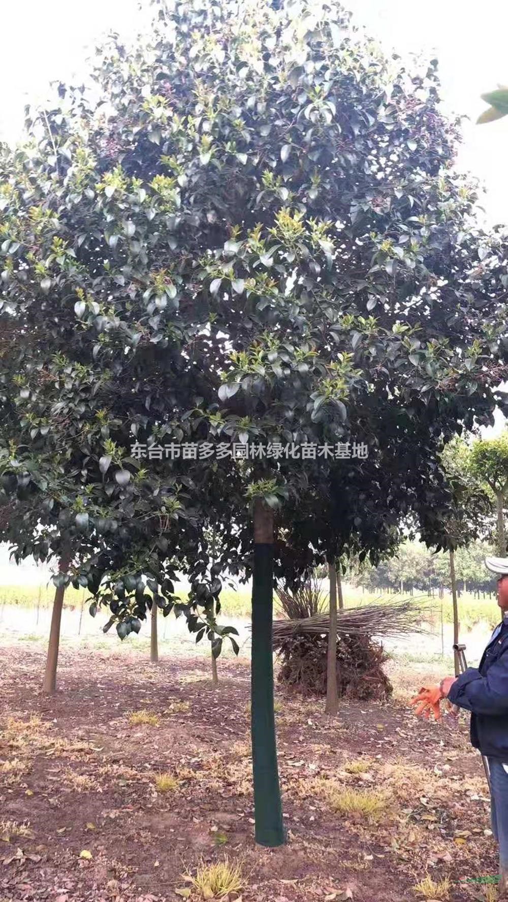 12公分大葉女貞多少錢(qián)一棵 精品大葉女貞哪里便宜