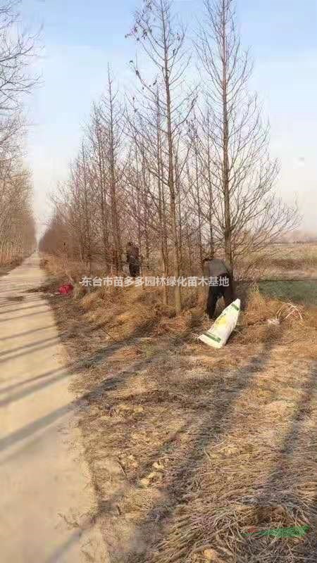 水杉基地 水杉產(chǎn)地直銷 15公分水杉裝車