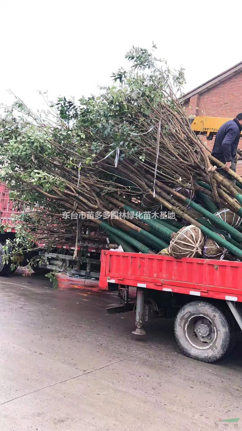 江蘇女貞基地 8公分女貞產(chǎn)地直供 大葉女貞價格便宜
