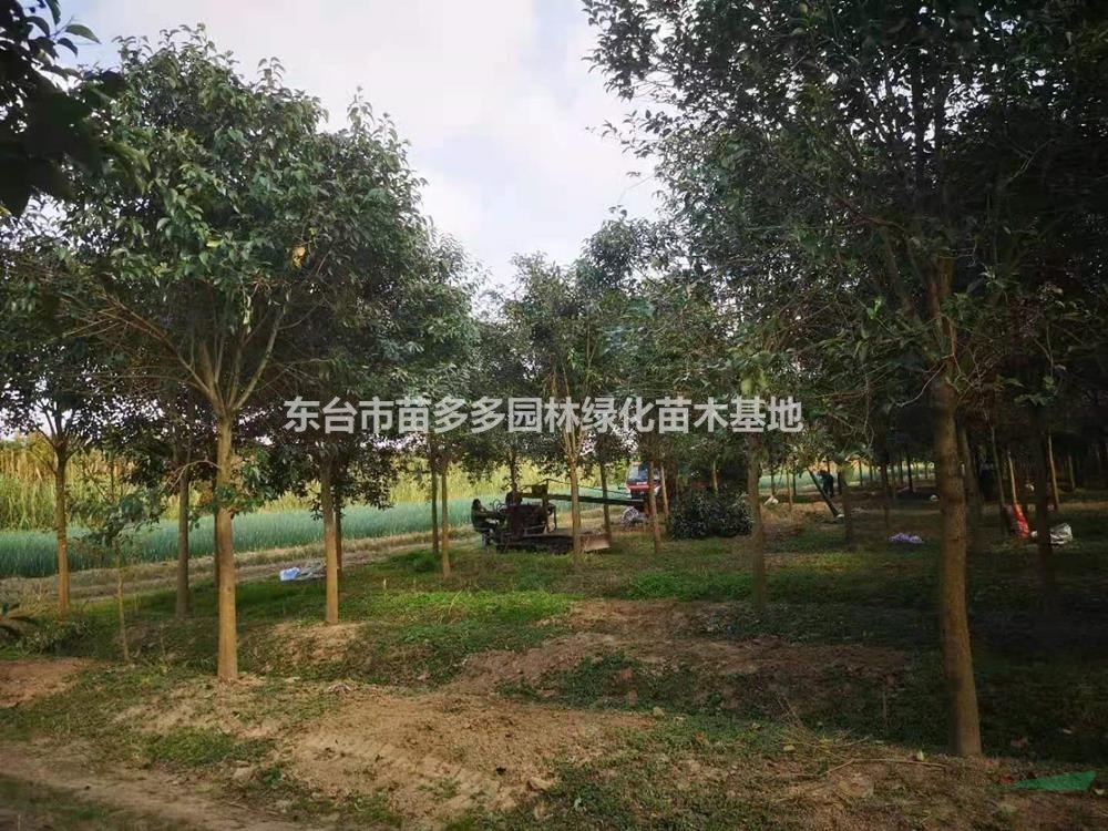 江蘇地區(qū)供應(yīng)1-25公分大葉女貞 大規(guī)格女貞報(bào)價(jià)
