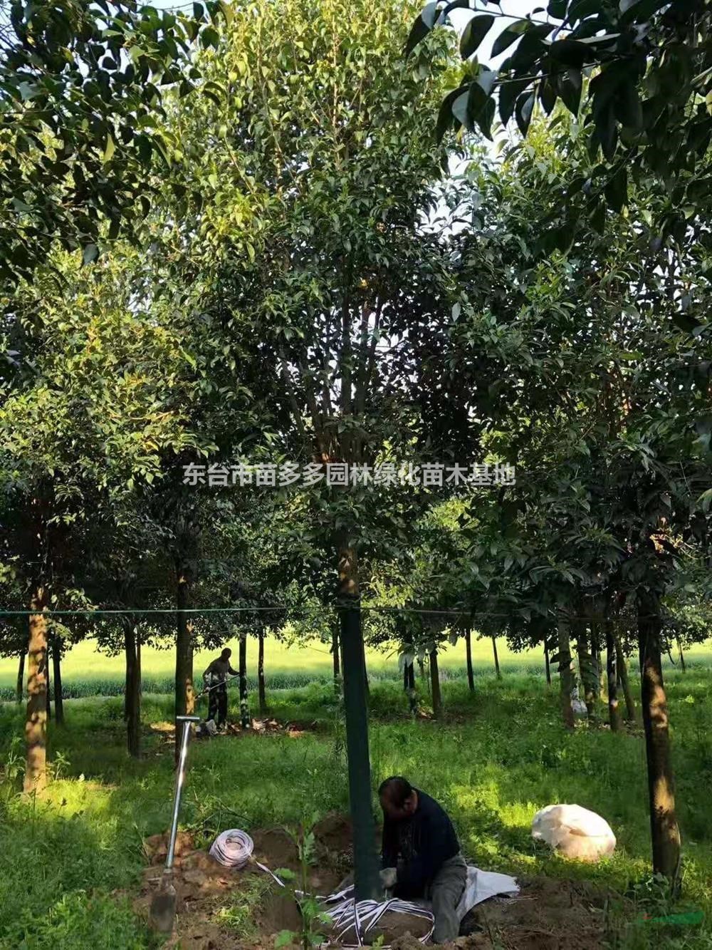 供應東臺大葉女貞 精品大葉女貞出售 高桿大葉女貞價格便宜