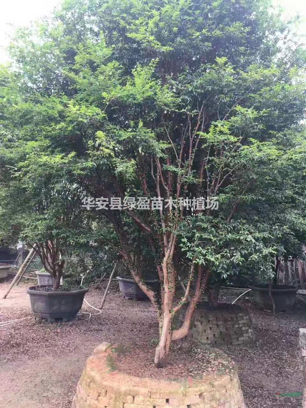 福建树葡萄挂果大量出售介绍/特征/用途