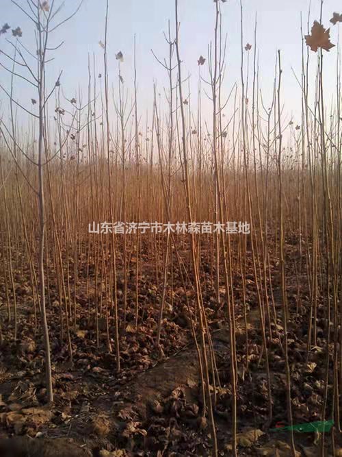 優(yōu)質(zhì)特價法桐小苗 山東法桐小苗農(nóng)戶產(chǎn)地直銷