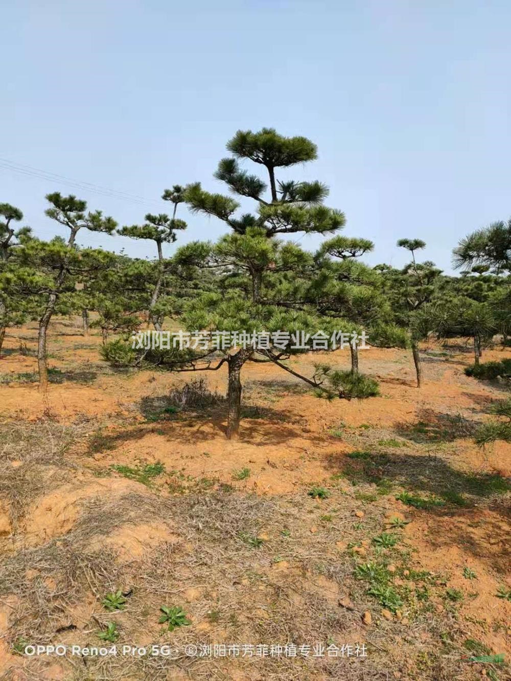 湖南造型黑松 長(zhǎng)沙造型黑松基地 造型黑松基地哪里好/哪家便宜