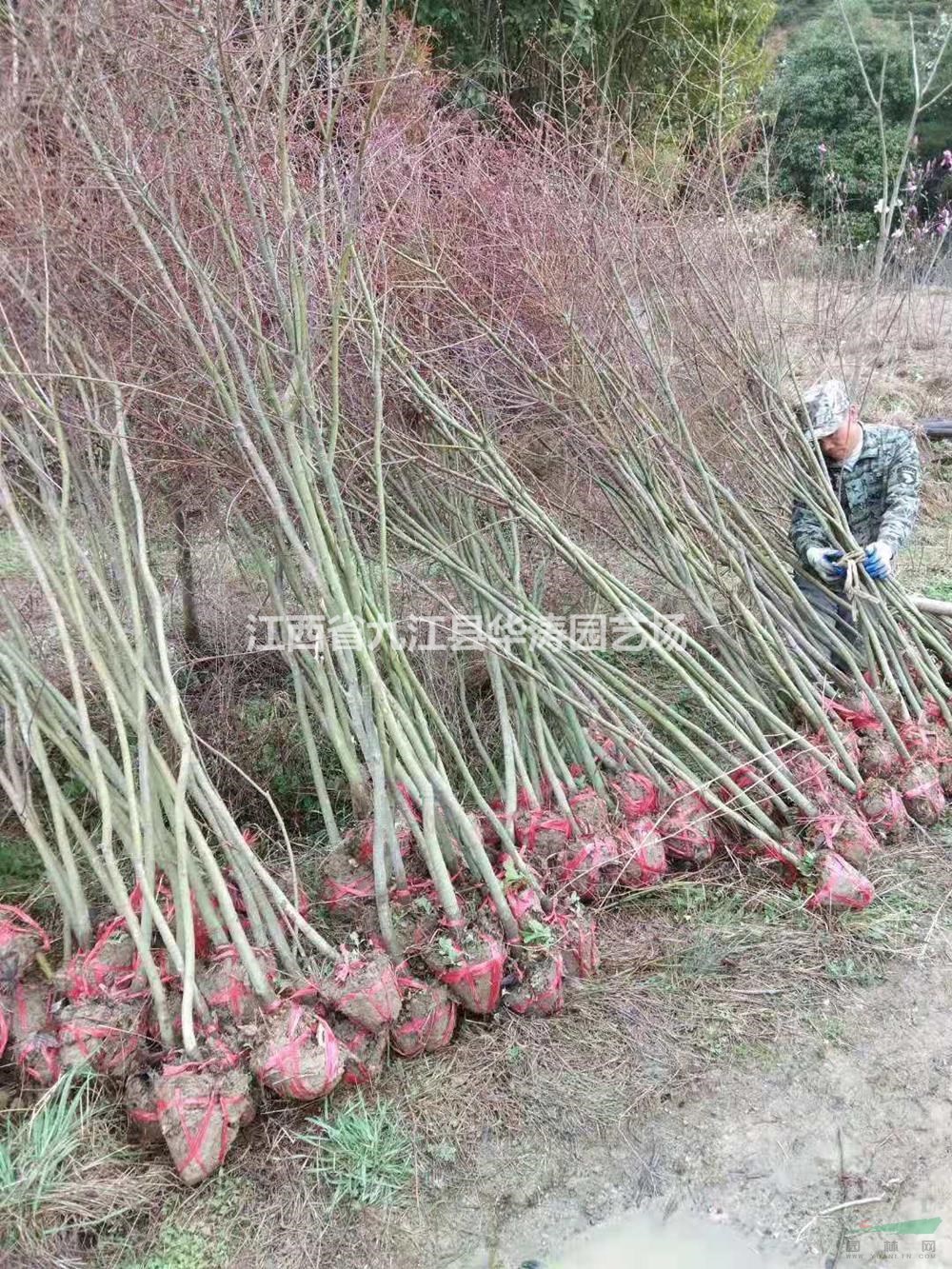 江西雞爪槭小苗 九江雞爪槭小苗 雞爪槭小苗基地