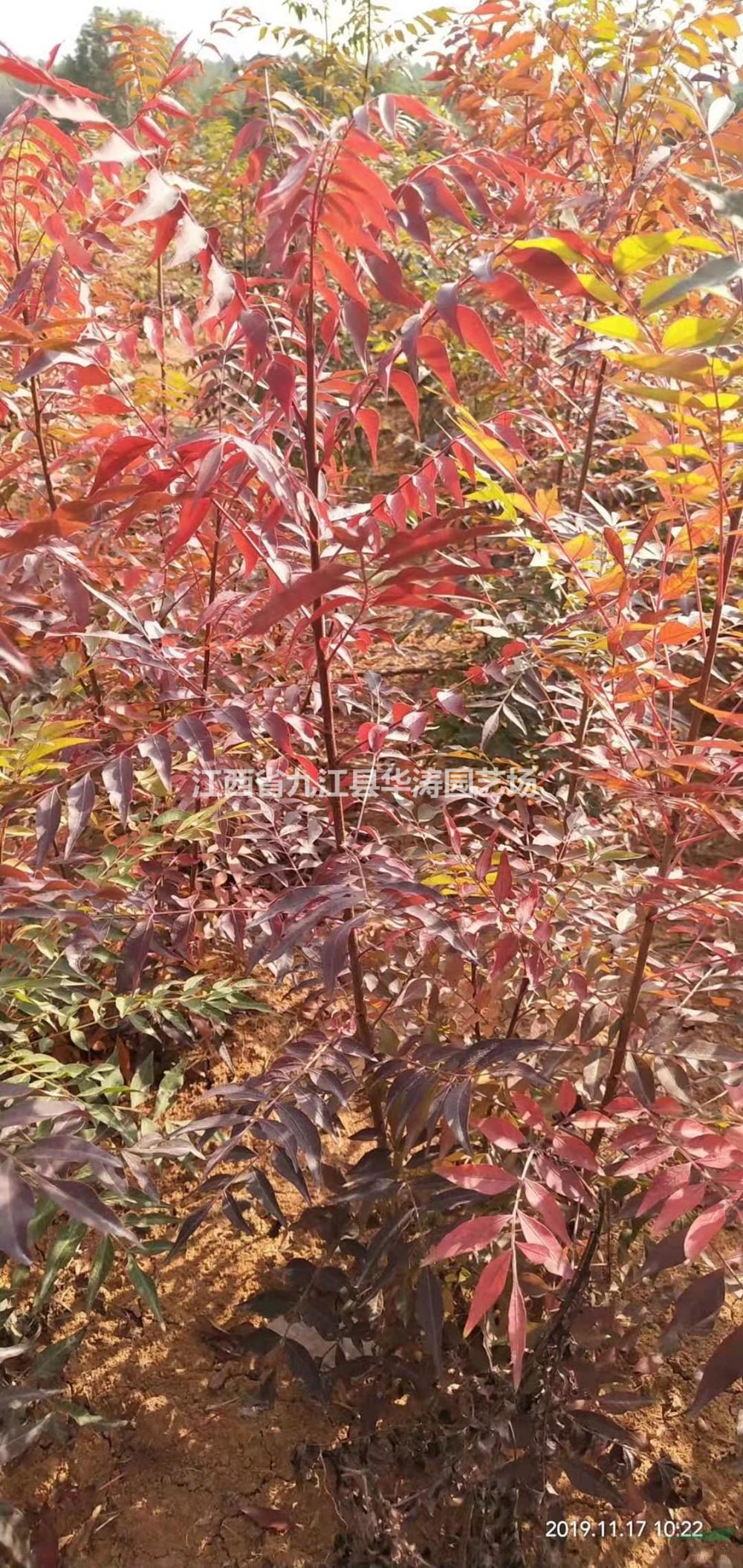 黃連木小苗批發(fā) 黃連木小苗價(jià)格便宜 大量供應(yīng)黃連木小苗