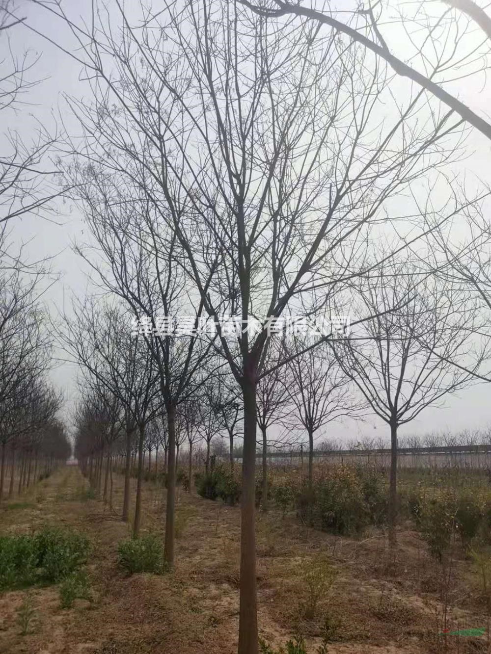 山西國槐行情報(bào)價(jià)/山西絳縣國槐圖片展示