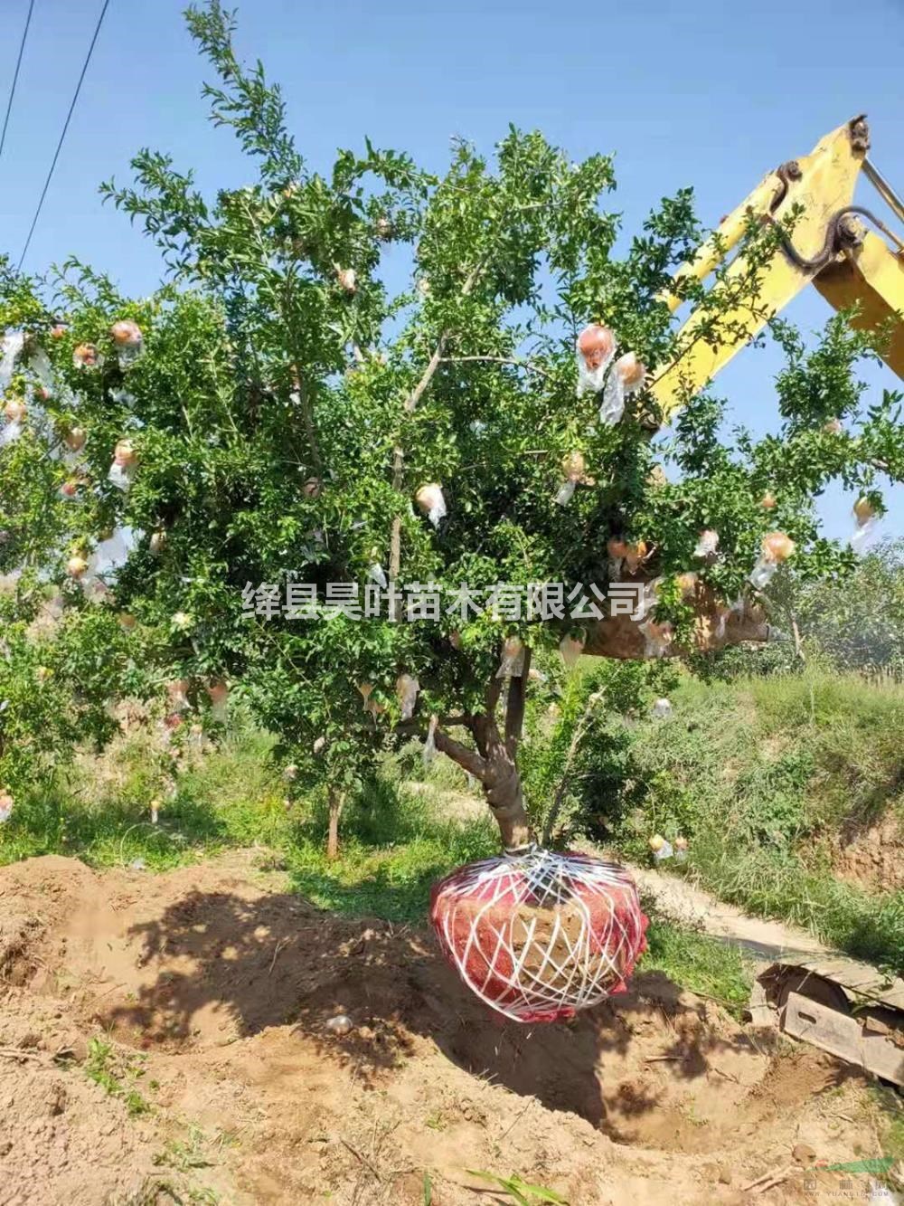 2021年山西運城石榴樹新報價