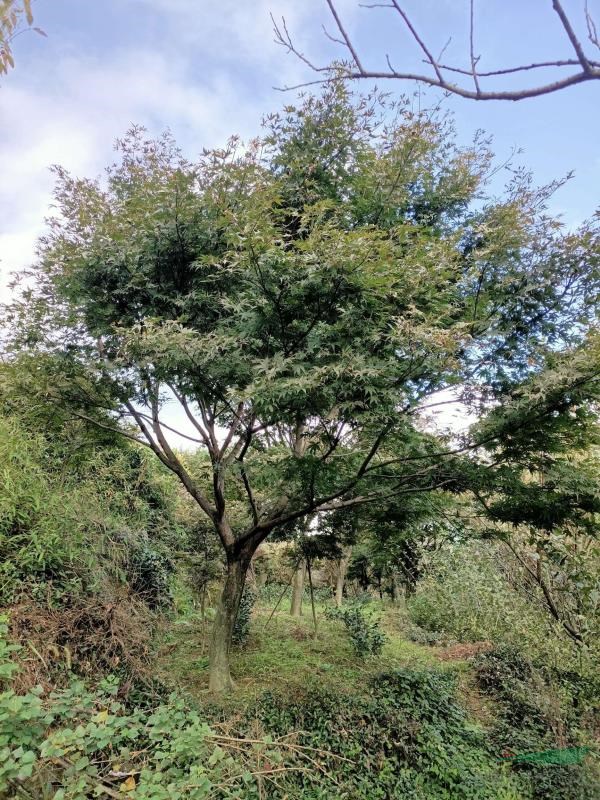 紅楓1-30公分