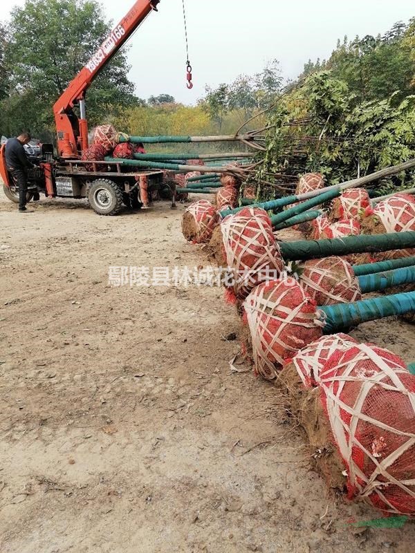 河南欒樹，鄢陵黃山欒樹14公分