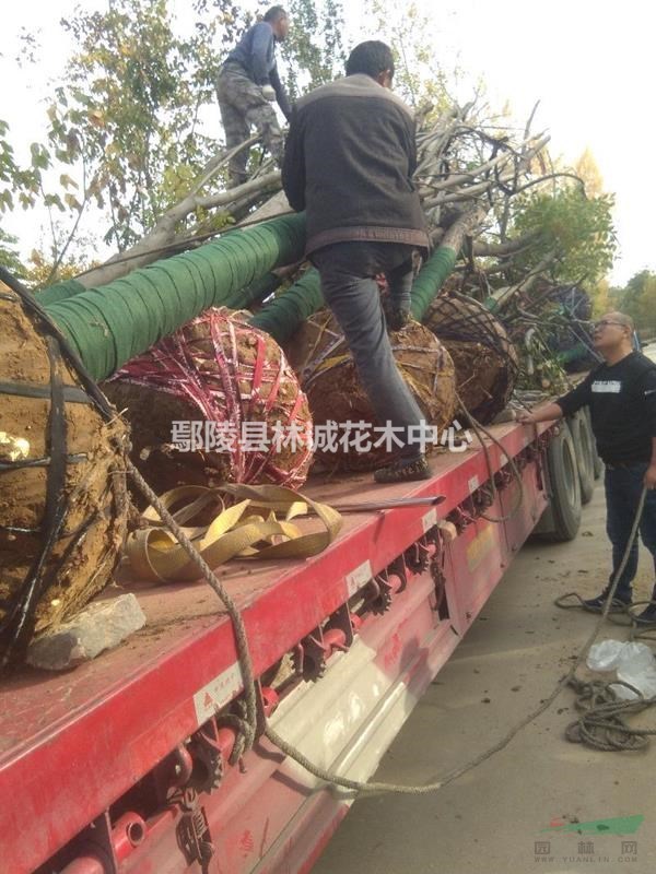 河南欒樹，鄢陵黃山欒樹14公分