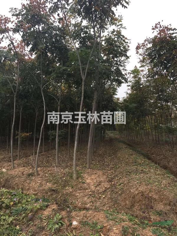 2021年3/4/5/6公分欒樹價(jià)格
