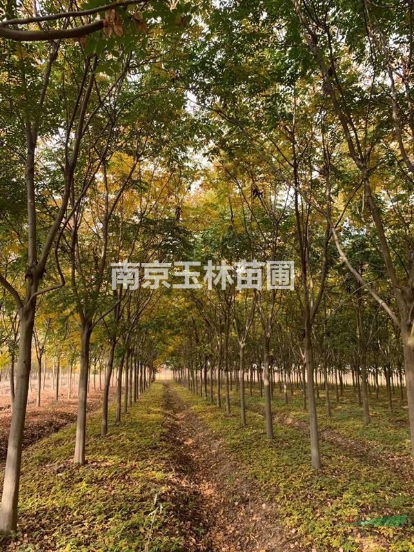 2021年3/4/5/6公分欒樹價(jià)格