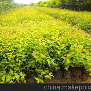 繡線菊，金山繡線菊，金焰繡線菊基地直銷