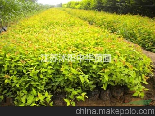 繡線菊，金山繡線菊，金焰繡線菊基地直銷