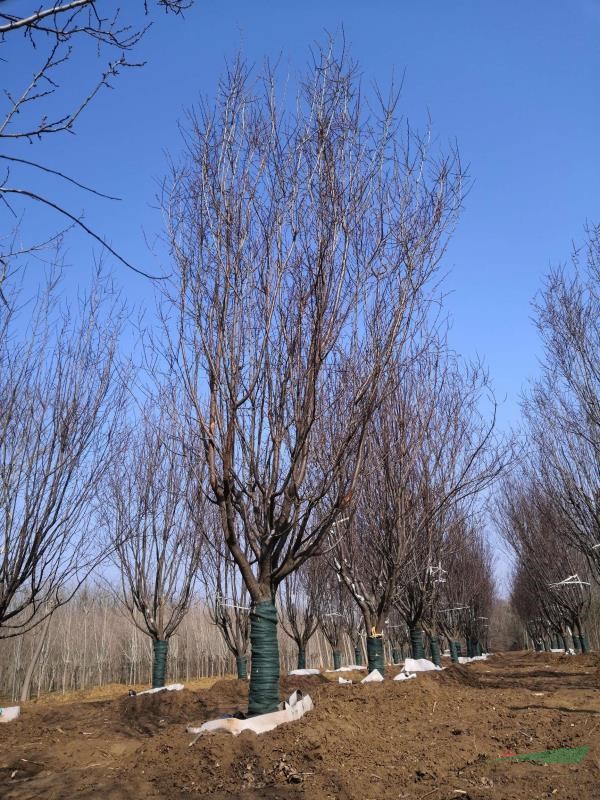 河南12公分紅葉李容器苗
