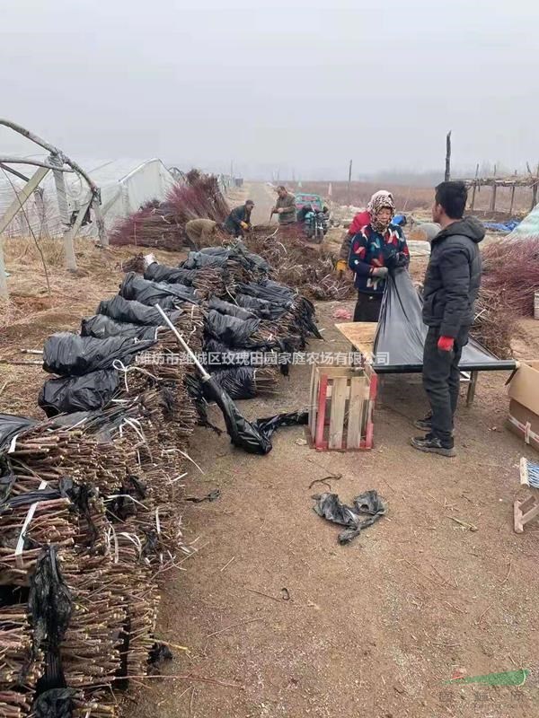 清地處理冠幅60，高度一米以上四季（中天）玫瑰苗，搶搶搶