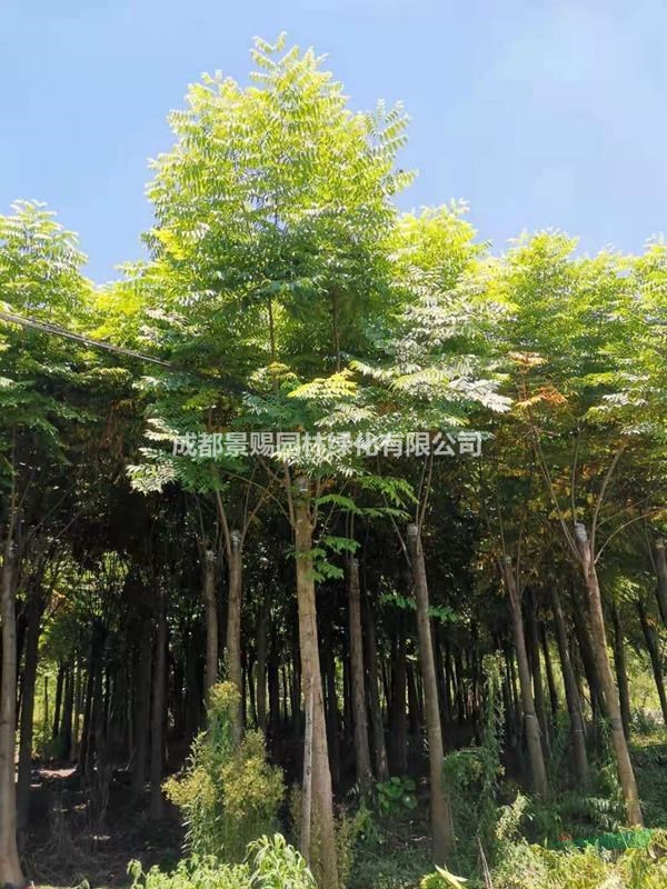15公分欒樹供應，工程苗欒樹，截桿熟貨欒樹出售