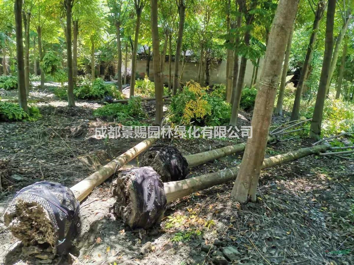 15公分欒樹供應，工程苗欒樹，截桿熟貨欒樹出售