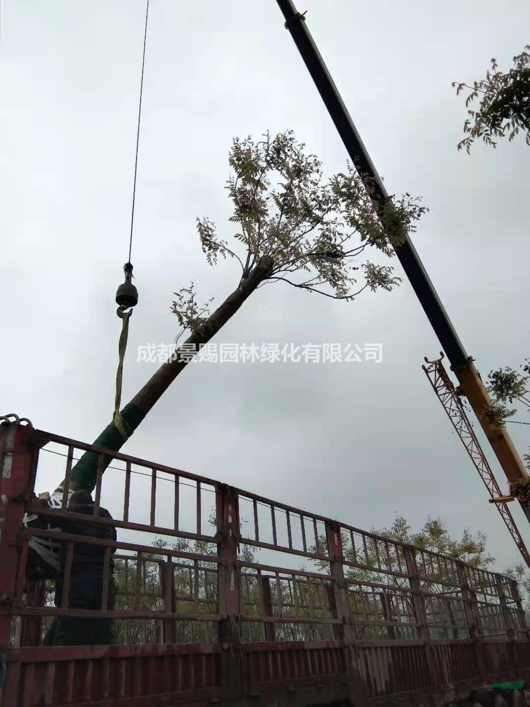15公分欒樹供應，工程苗欒樹，截桿熟貨欒樹出售