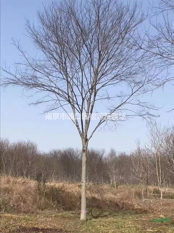 櫸樹 紅櫸 大量供應(yīng)