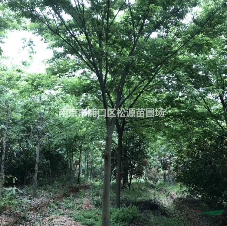 櫸樹 紅櫸 大量供應(yīng)