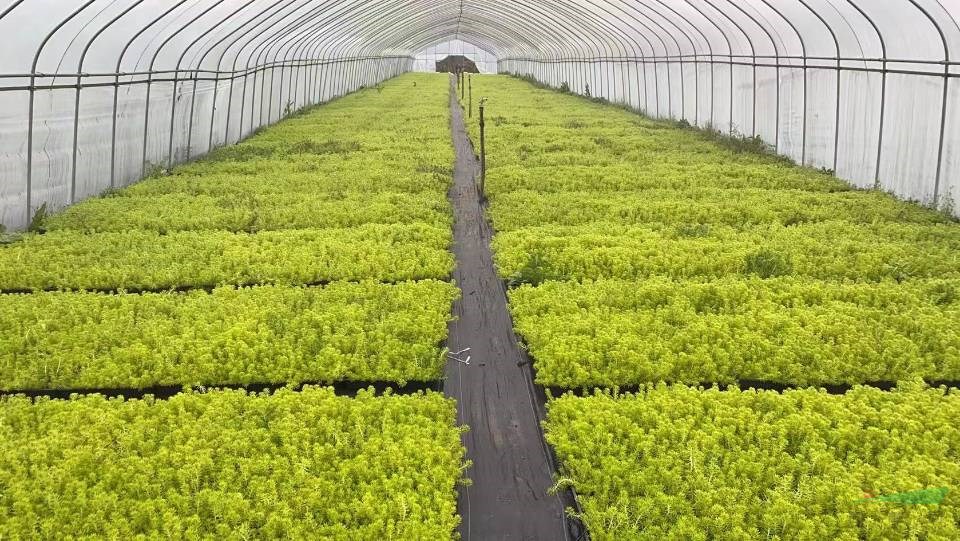 杭州金叶佛甲草托盘批发价格便宜 浙江金叶佛甲草图片大量批发 