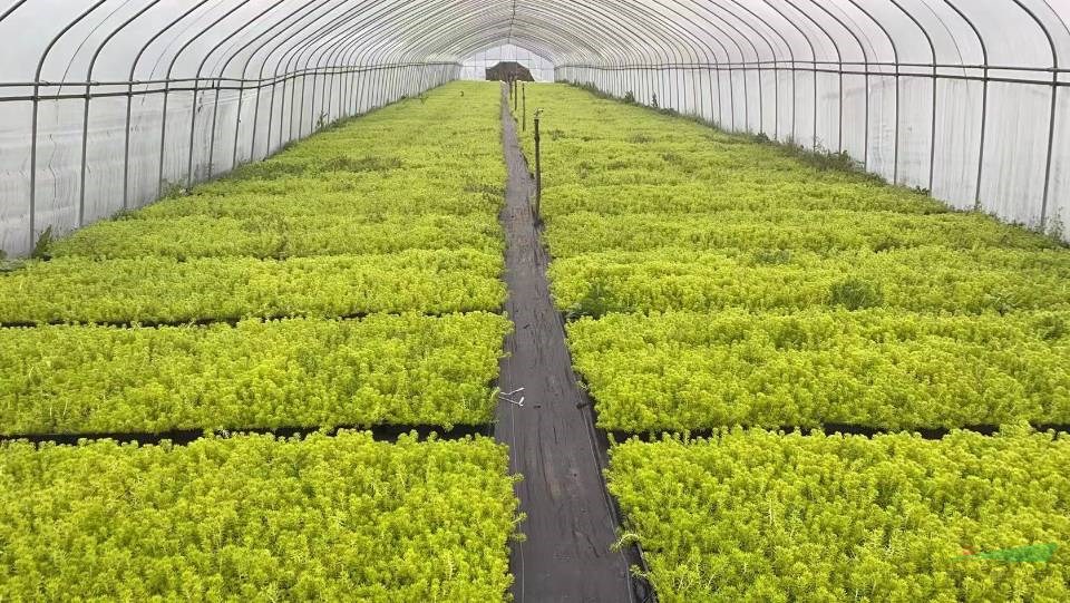 采购金叶佛甲草托盘可以到杭州  专业的金叶佛甲草基地实拍