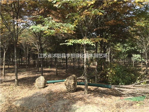 供應(yīng)櫸樹 紅櫸樹 15公分櫸樹價格1300 櫸樹基地