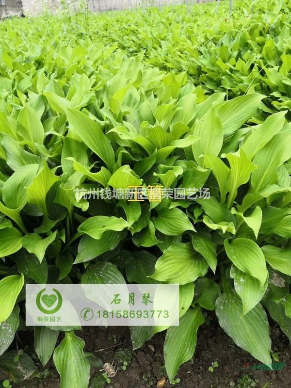 玉簪地栽