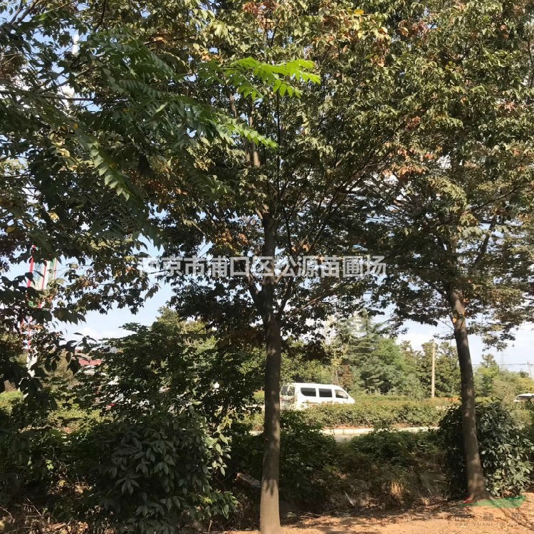 苗木直銷(xiāo)12-20公分櫸樹(shù)