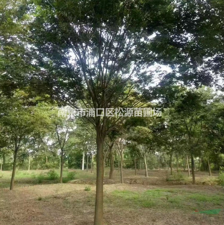 苗木直銷(xiāo)12-20公分櫸樹(shù)