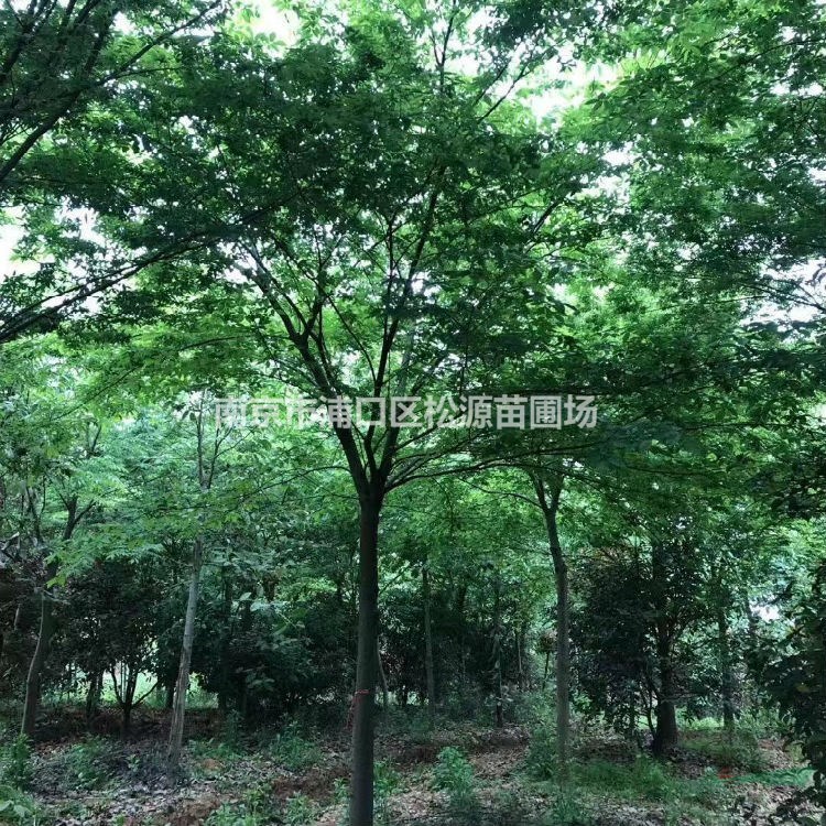15公分櫸樹、18公分櫸樹