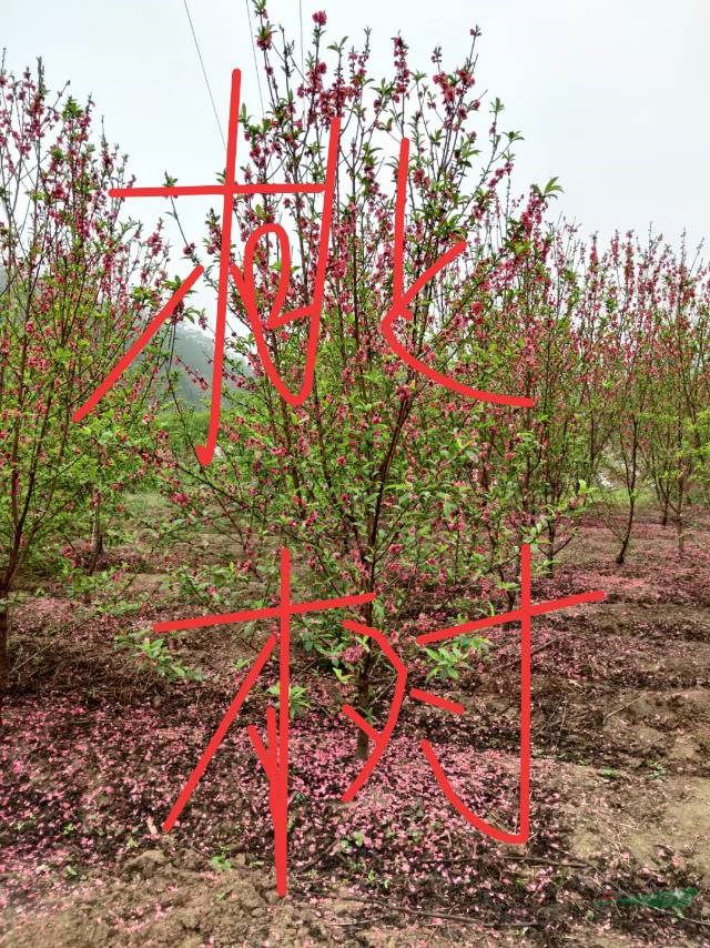 福建省漳州市供应绿化庭院设计，桃树