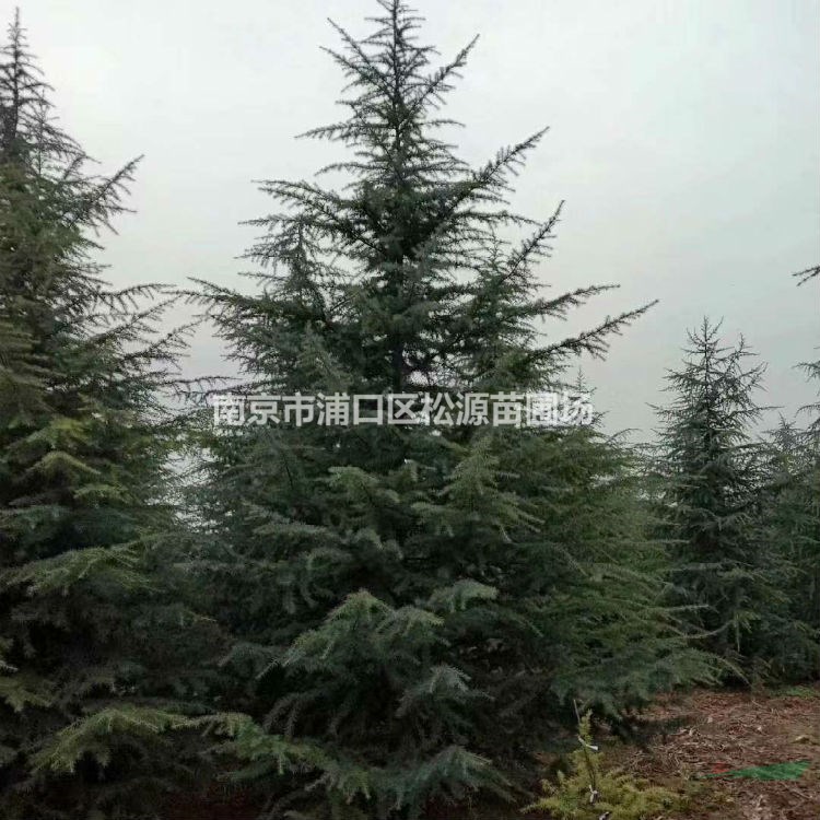 大量供應：雪松、三角楓、櫸樹